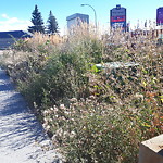 Noxious Weeds - Public Property at Hellenic Canadian Community Of Edmonton & Region, 10450 116 St Nw, Edmonton T5 K 2 S4