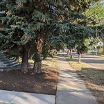 Overgrown Trees - Public Property at 10436 80 Street NW
