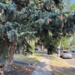 Overgrown Trees - Public Property at 10436 80 St NW