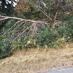 Tree/Branch Damage - Public Property at 16331 98 Street NW