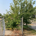 Overgrown Trees - Public Property at 7835 76 Avenue NW