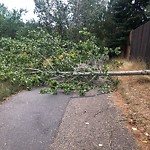 Tree/Branch Damage - Public Property at 9315 101 Street NW