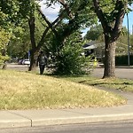 Overgrown Trees - Public Property at 12204 132 Avenue NW