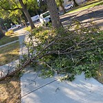 Tree/Branch Damage - Public Property at 9852 85 Avenue NW