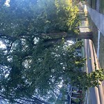 Overgrown Trees - Public Property at 10984 73 Ave Nw, Edmonton T6 G 0 C2