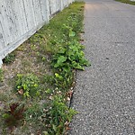 Noxious Weeds - Public Property at 1227 Gillespie Crescent NW