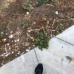 Litter Public Property at 16527 98 Street NW