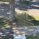 Tree/Branch Damage - Public Property at 10229 90 Street NW