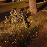 Tree/Branch Damage - Public Property at 9726 95 Street NW