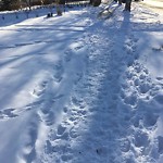 Winter Sidewalk Concern at 11633 St Albert Trail NW