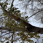 Tree/Branch Damage - Public Property at 10425 99 Ave NW