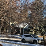 Tree/Branch Damage - Public Property at 12231 105 Street NW