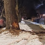 Tree/Branch Damage - Public Property at 11348 89 Street NW