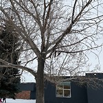 Tree/Branch Damage - Public Property at 10717 32 A Avenue NW
