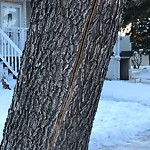 Tree/Branch Damage - Public Property at 4445 117 Avenue NW
