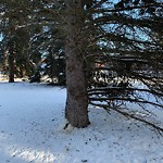 Overgrown Trees - Public Property at 7143 Saskatchewan Drive NW