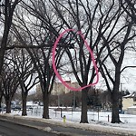 Tree/Branch Damage - Public Property at 10815 83 Ave NW