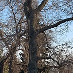 Tree/Branch Damage - Public Property at 9848 74 Avenue NW
