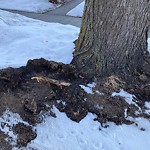 Tree/Branch Damage - Public Property at 11341 89 Street NW