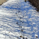 Winter Sidewalk Concern at 5919 133 A Avenue NW