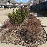 Winter Sidewalk Concern at 4527 211 Street NW