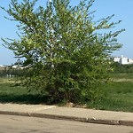 Overgrown Trees - Public Property at 451 Hyndman Crescent NW