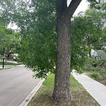 Overgrown Trees - Public Property at 9308 86 Street NW