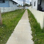 Shared Use Path at 8721 92 A Avenue NW