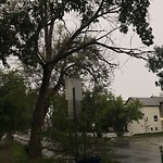 Tree/Branch Damage - Public Property at 7233 106 Street NW