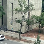 Pests/Sick trees - Public Property at 8613 114 Street NW