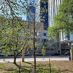 Overgrown Trees - Public Property at Sir Winston Churchill Square, 9918 102 Ave Nw, Edmonton T5 J 5 H7