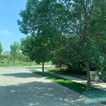 Overgrown Trees - Public Property at 1695 Toane Wynd NW