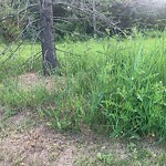 Noxious Weeds - Public Property at 299 Ormsby Road East NW