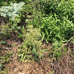 Noxious Weeds - Public Property at 11745 13 A Avenue SW