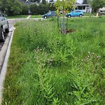 Noxious Weeds - Public Property at 11408 49 Avenue NW