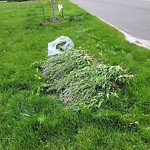 Noxious Weeds - Public Property at 4904 114 Street NW
