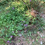 Noxious Weeds - Public Property at 8320 181 Street NW