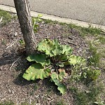 Noxious Weeds - Public Property at 245 Griesbach Road NW