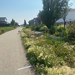 Noxious Weeds - Public Property at 4889 Kinney Road SW