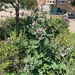 Noxious Weeds - Public Property at 8620 91 Street NW