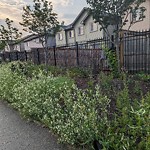 Noxious Weeds - Public Property at 17620 8 Avenue SW