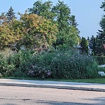 Noxious Weeds - Public Property at 6610 86 Street NW