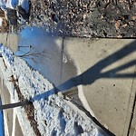 Winter Sidewalk Concern at 867 Drysdale Run Nw, Edmonton T6 M 2 V5