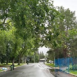 Overgrown Trees - Public Property at 7610 149 Street NW