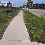 Noxious Weeds - Public Property at 1003 Keswick Drive SW