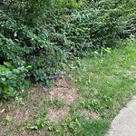 Noxious Weeds - Public Property at 117 Brander Drive NW