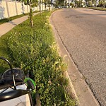 Noxious Weeds - Public Property at 4270 Savaryn Drive SW