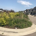 Noxious Weeds - Public Property at 7652 179 Avenue NW