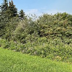 Noxious Weeds - Public Property at 11843 Saskatchewan Drive NW