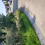 Noxious Weeds - Public Property at 2378 Sparrow Cres NW